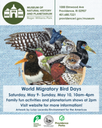 World Migratory Bird Days at the Museum of Natural History