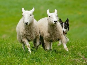 Sheep to Shawl Festival
