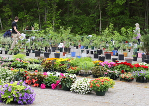 Maynard Community Gardeners Plant Sale 2026