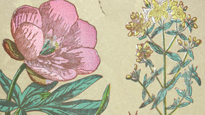 First Friday: May Flowers