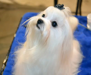 Cardinal Cluster Dog Shows