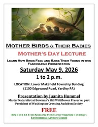 Mother Birds and their Babies
