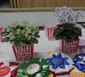 Capital District African Violet Show and Sale