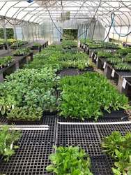 Love is Love Plant Sale at Peachtree Road Farmers Market