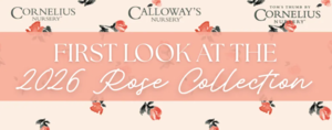 Calloway's Nursery April Garden Talk: First Look at the 2026 Rose Collection