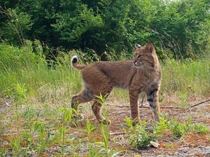 Wild Animals In Motion Photography Exhibit