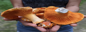 NAMA 60th Annual Mushroom Foray