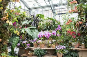 San Diego Botanic Garden Presents ‘Orchids in the Wild’