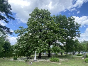 Arbor Day Ceremony at Vale Cemetery