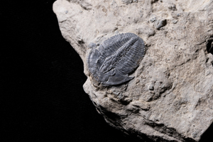 Treasures Unearthed 2026