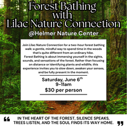 Forest Bathing with Lilac Nature Connection