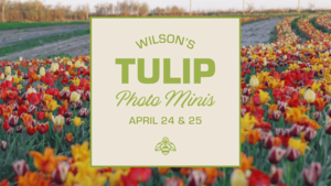 Tulip Photo Mini's | Wilson's Orchard & Farm