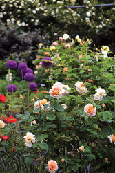 Behind the Scenes Tour:  Rose Garden and Sunken Garden