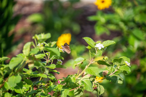 Invasive Plant Removal/Native Plant Planting at the Zoo
