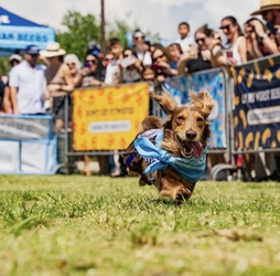 Wiener Dog Derby