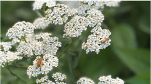 Edwardsville Garden Club - April 11, 2026 - Meeting - 12 Noon - 2 PM