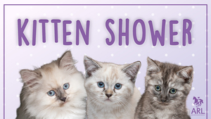 Kitten Shower