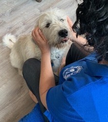 Animal Communcation Fundamentals