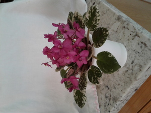 Tucson African Violet One Day Spring Display and Sale!!!