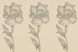 Sunday Concert Series: Tufts Symphony Orchestra