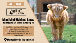 Mini Highland Cows Meet & Greet