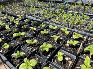 Spring Plant Sale & Pop-up Shop
