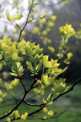 Elder Trees of Blithewold with Dr. Beth Brantley