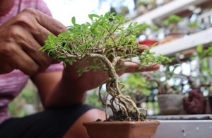Beginners Bonsai Class at Mirada Lagoon