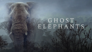 Ghost Elephants