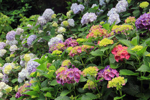 Demystifying the Hydrangea with Reed Pugh