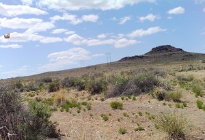 City Nature Challenge: Guided Hike at Volcanoes Day Use Area