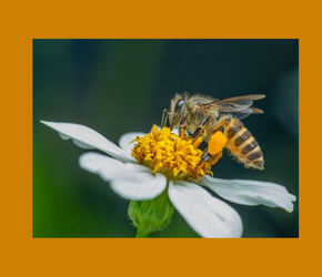 Welcoming Pollinators to Your Garden