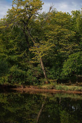Arbor Day: Nature Walk - Native Trees