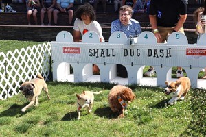 Where Paws Meet Party: Peninsula SPCA's Tailgate Festival