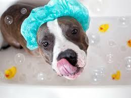 Dog Wash
