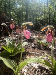 April Showers to May Flowers