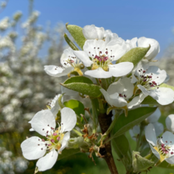 Apple Holler Blossom Fest 2026