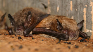 Conservation in Action: Bats of Ohio