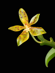 Workshop: Make Your Flower and Garden Photographs Special