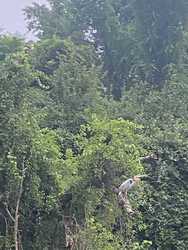 Wildlands Conservancy - Bike & Boat: Forest Bathing for Wellness and Recovery