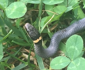 Native Snakes of Loudoun County