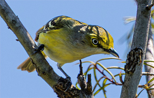 Celebrate Birds: Birding Bles Park