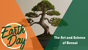 The Art of Bonsai