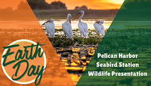 Pelican Harbor Seabird Station Wildlife Presentation