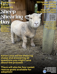 Terranova Farm Sheep Shearing Day