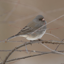 Celebrate Birds:  Young Birders Walk at Algonkian Regional Park