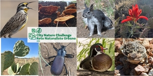 City Nature Challenge ABQ 2026