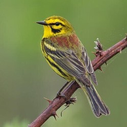 Breakfast & Birding at Eustis Estate