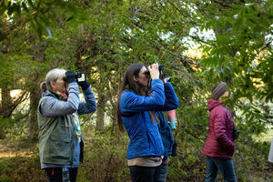Bird Walk for Beginners