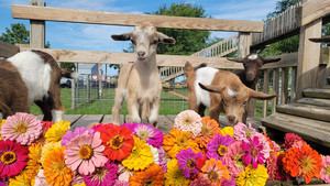 Blooms on the Farm: Blooms, Brews, & Babies